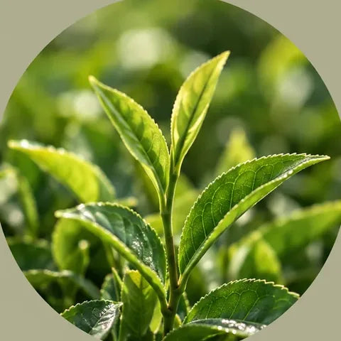 L-teanina